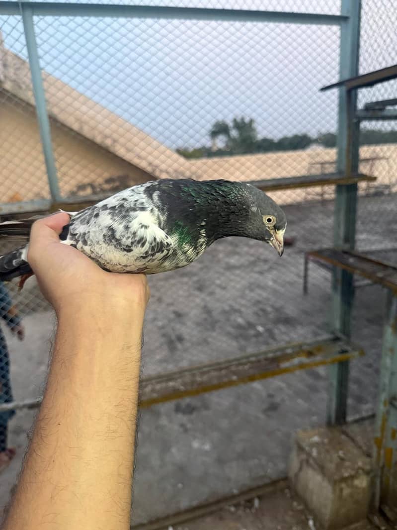 pigeon 8