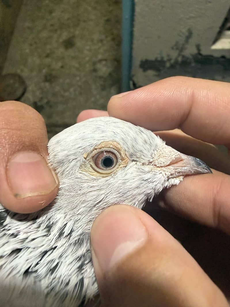 pigeon 9