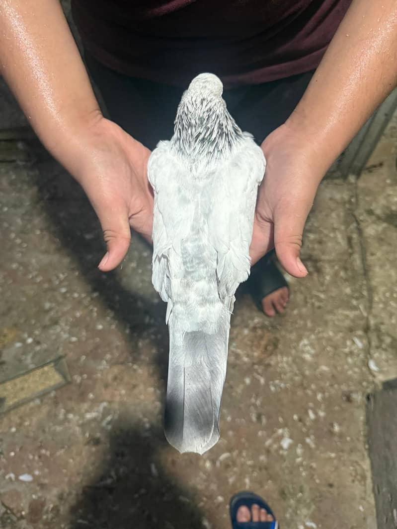 pigeon 10