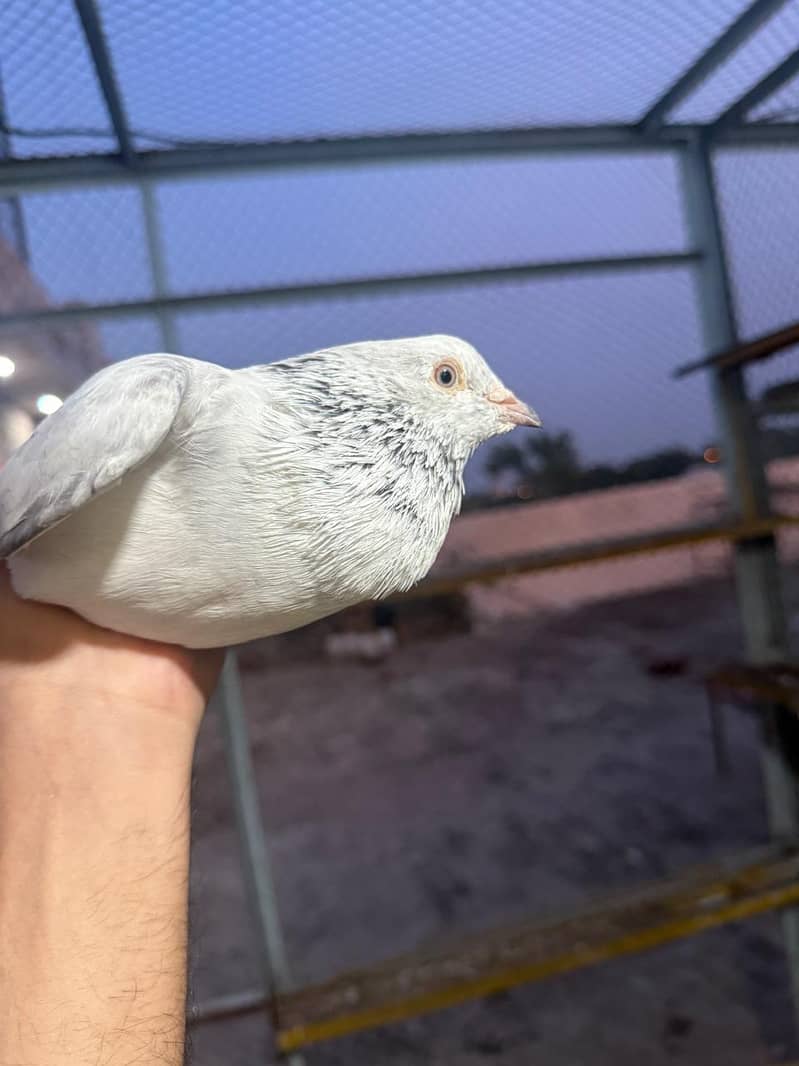 pigeon 11