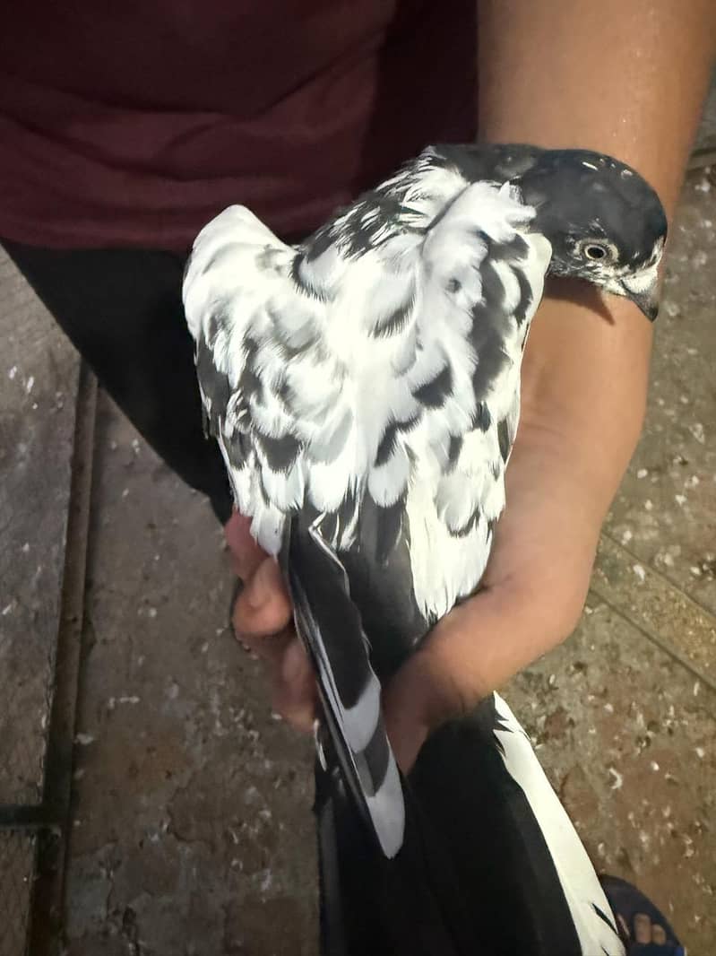 pigeon 12