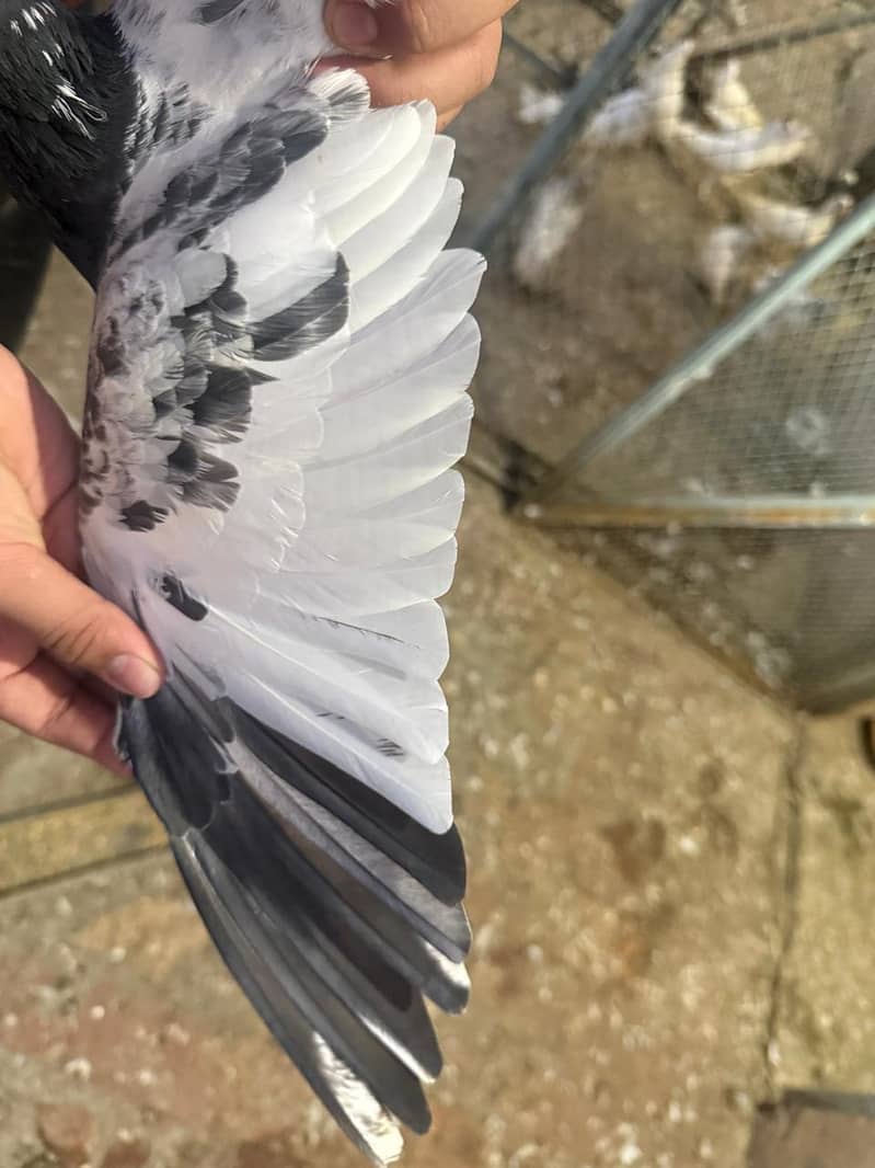 pigeon 13