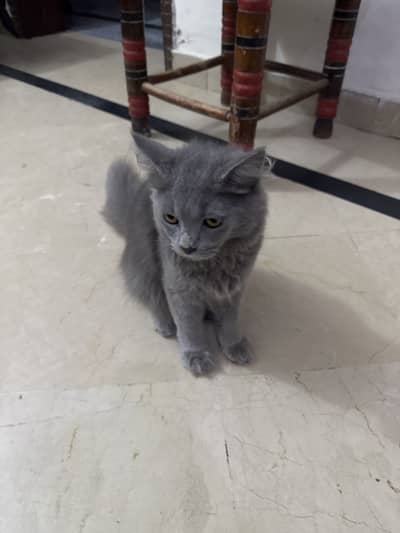 Persian Cat