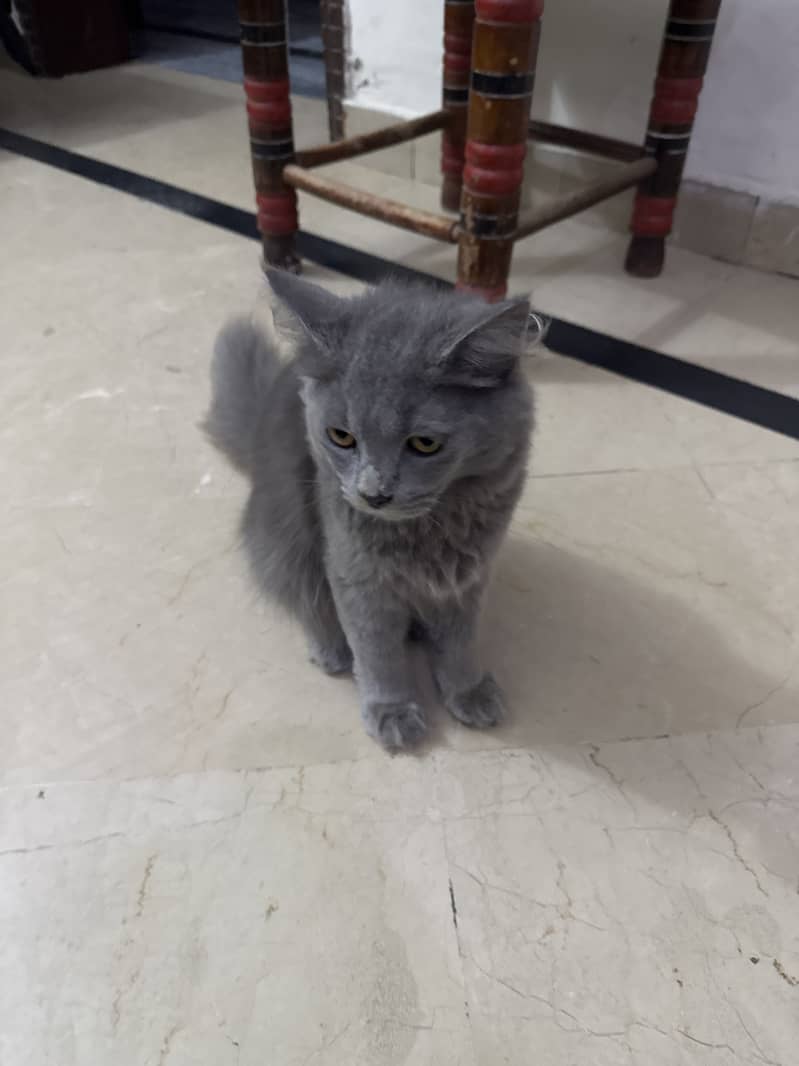 Persian Cat 0