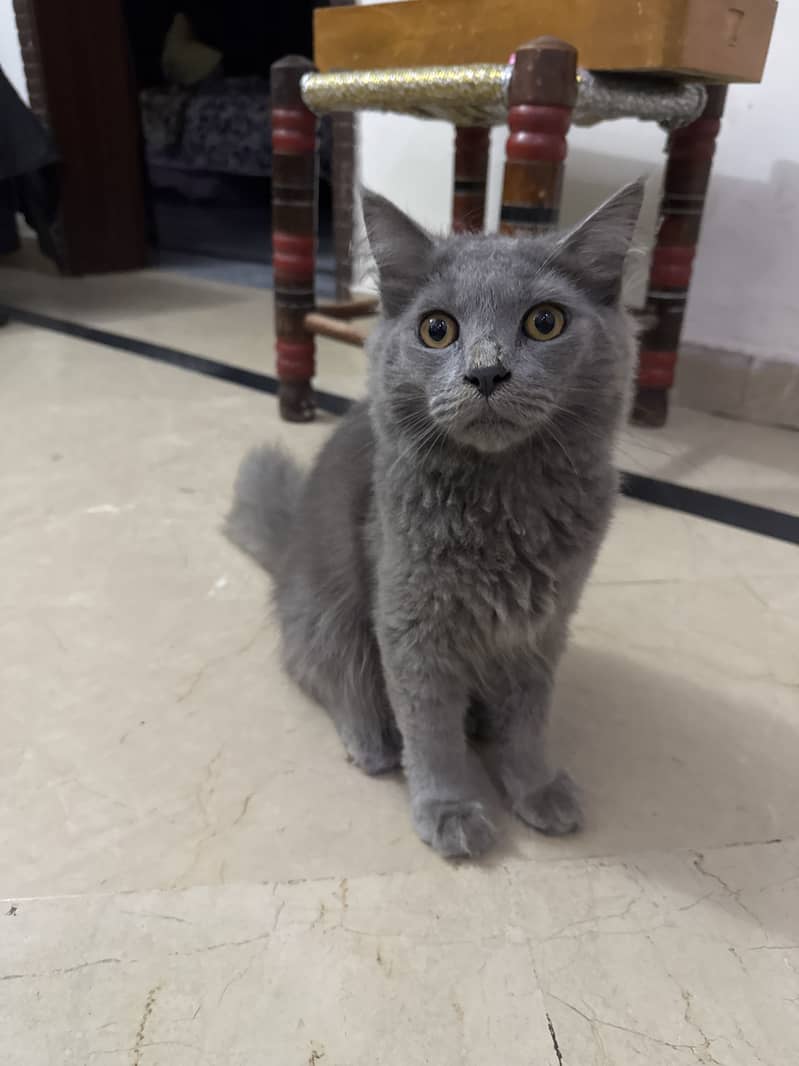 Persian Cat 1