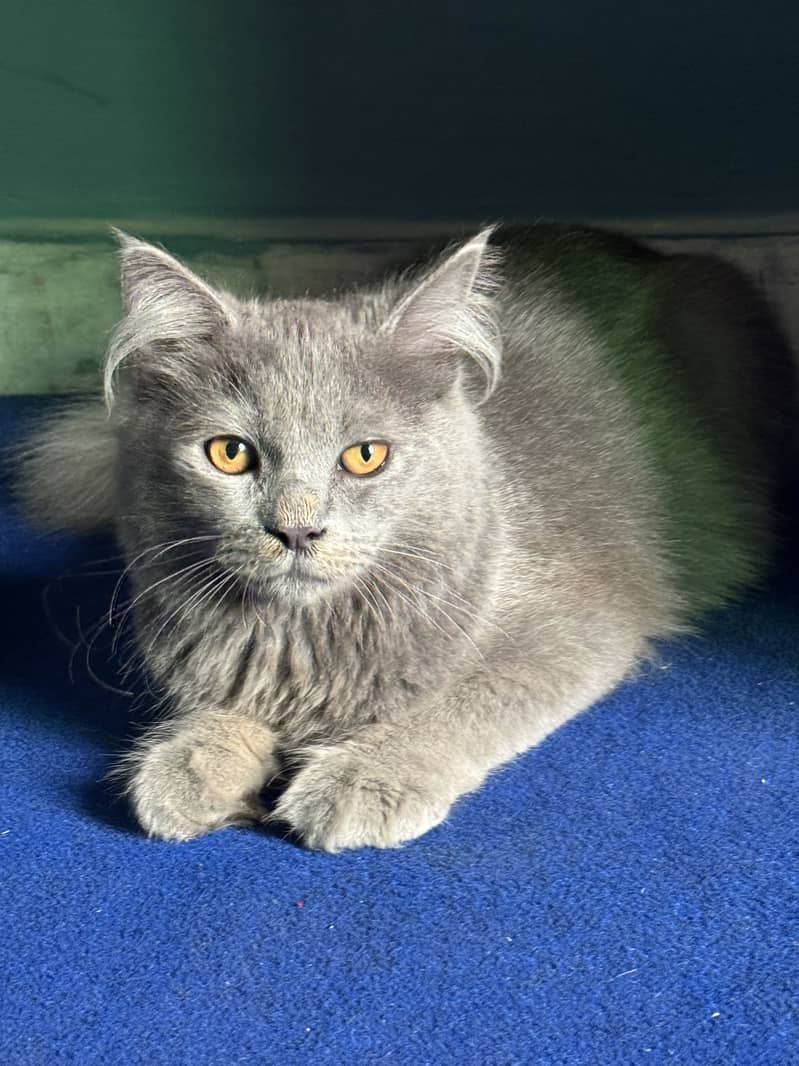 Persian Cat 2