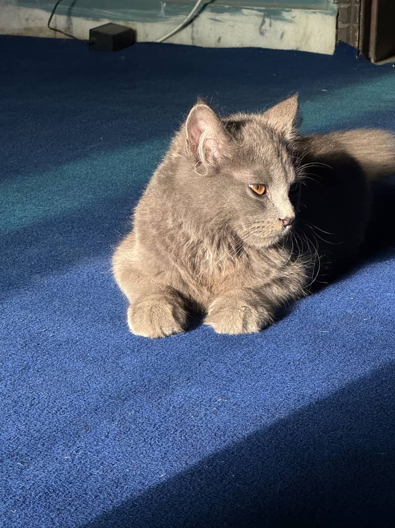 Persian Cat 3