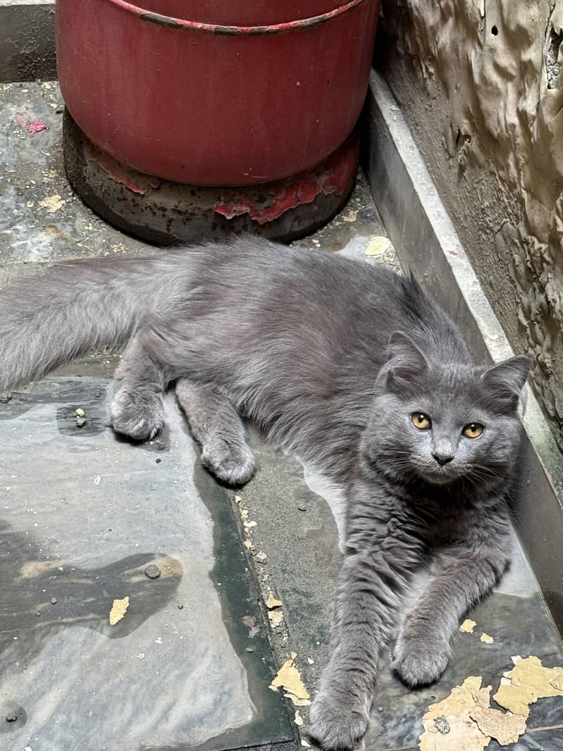 Persian Cat 4