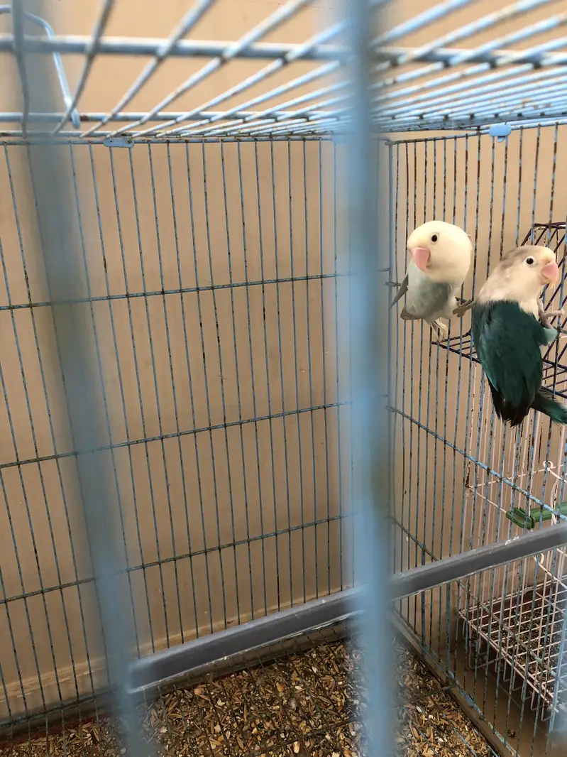 Love birds Pairs for sale — photo 5
