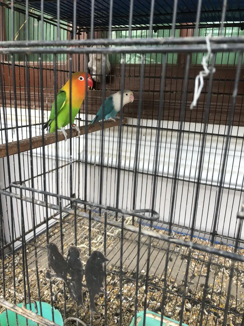Love birds Pairs for sale — photo 2
