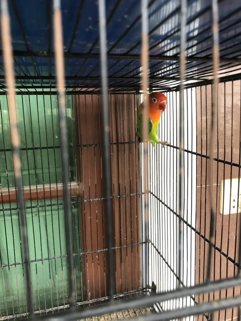 Love birds Pairs for sale — photo 3