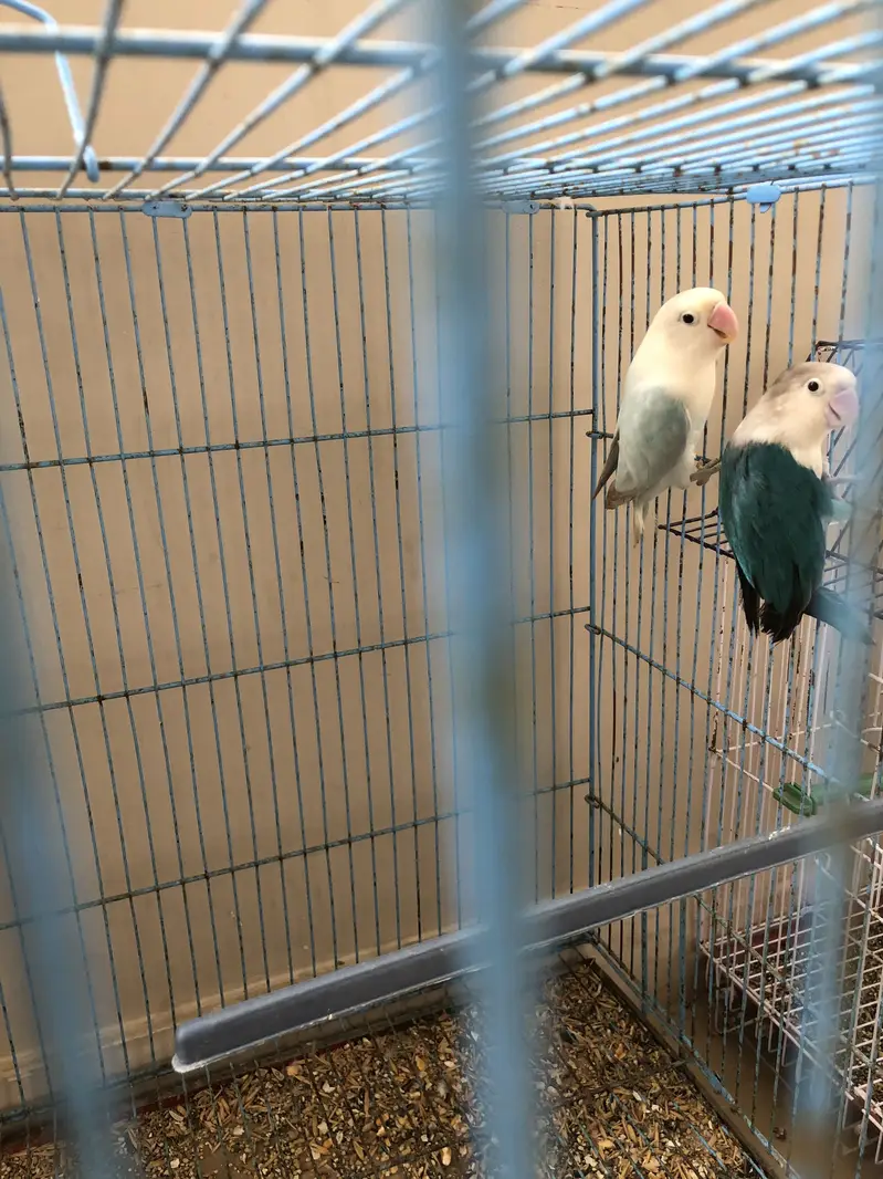Love birds Pairs for sale — photo 4