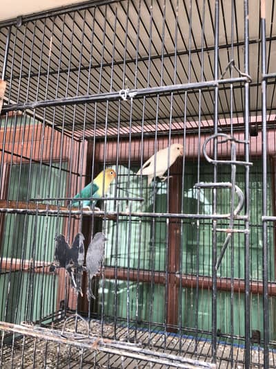 Love birds Pairs for sale