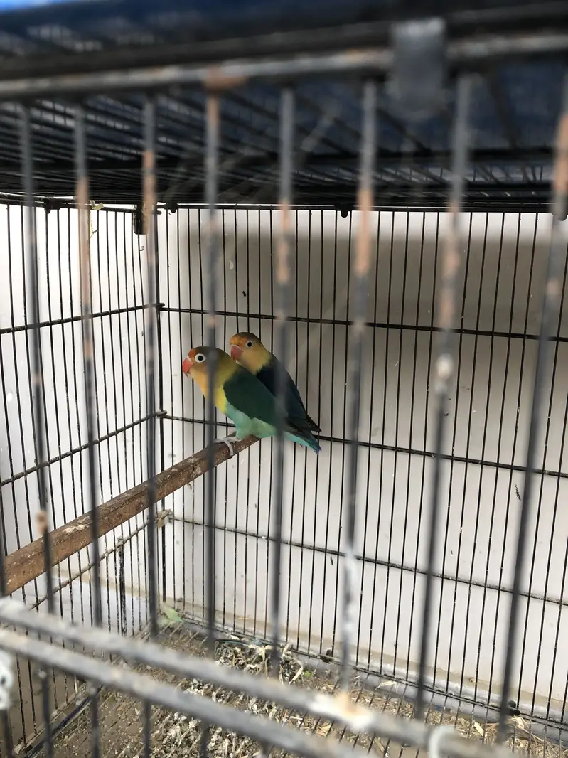 Love birds Pairs for sale — photo 6