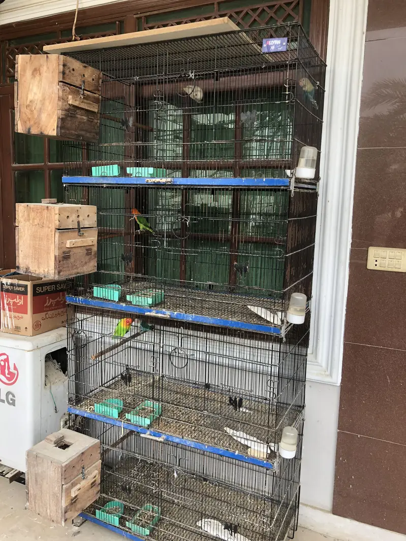 Love birds Pairs for sale — photo 7