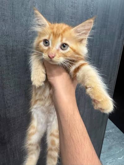 healthy and active pure Persian female kitten