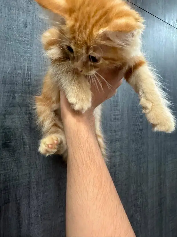 healthy and active pure Persian female kitten — photo 2