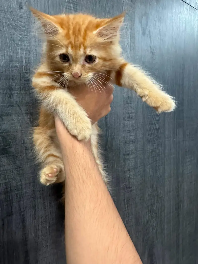 healthy and active pure Persian female kitten — photo 3