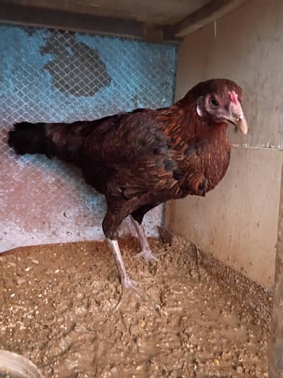 Hen for sale Aseel Cross eggs bhi da Rahi ha