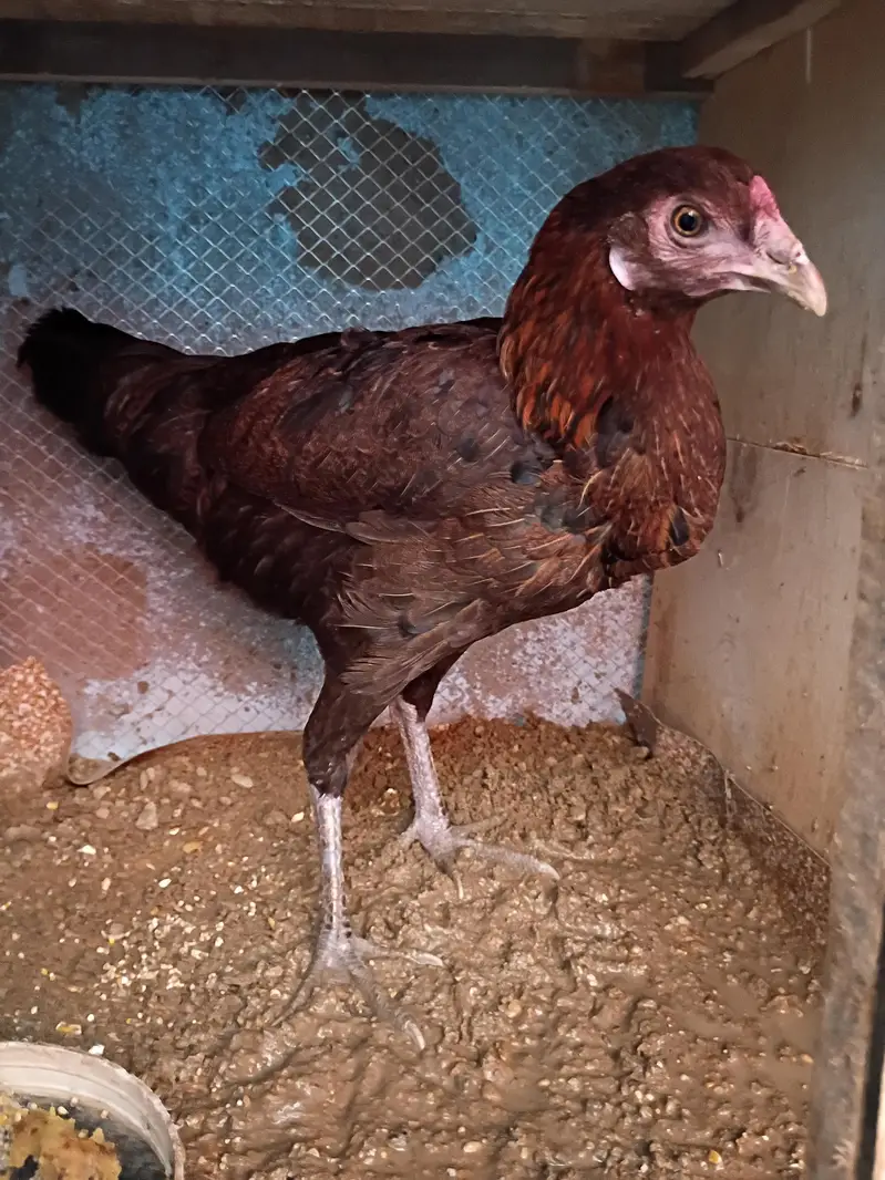 Hen for sale Aseel Cross eggs bhi da Rahi ha — photo 2