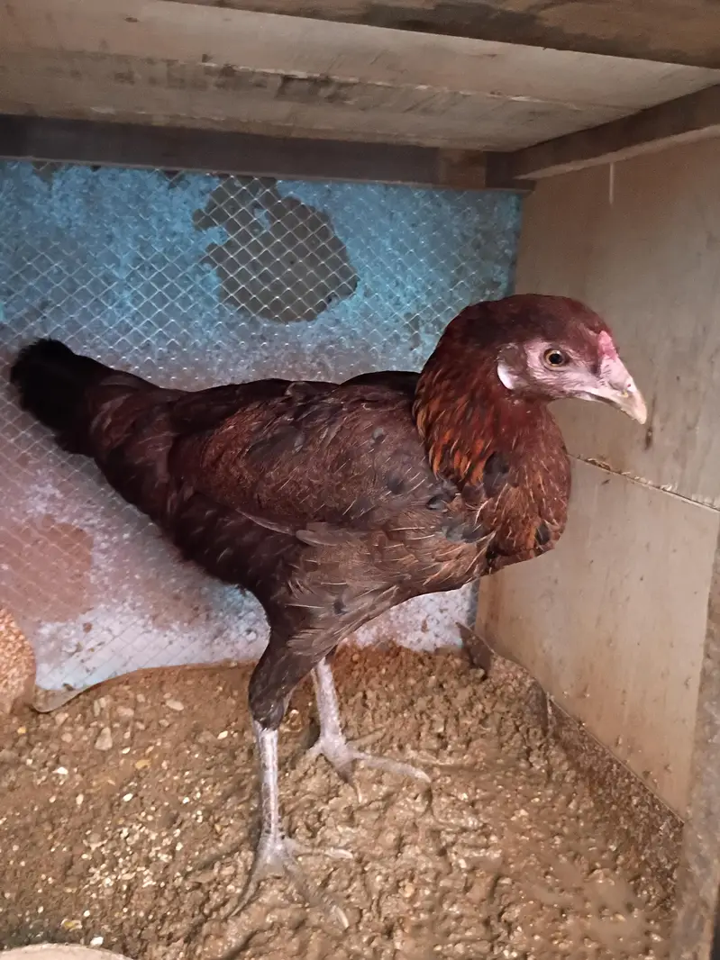 Hen for sale Aseel Cross eggs bhi da Rahi ha — photo 3