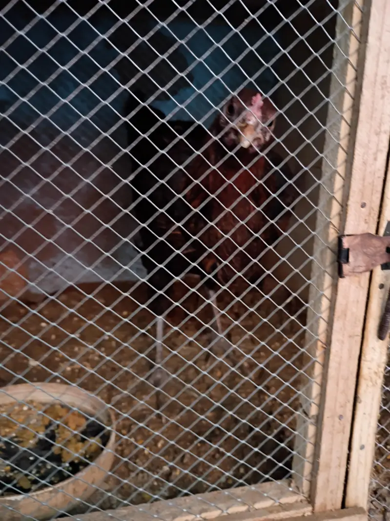 Hen for sale Aseel Cross eggs bhi da Rahi ha — photo 4