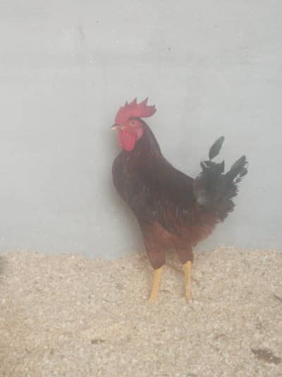 4 Months RIR Heritage (POL) Pair