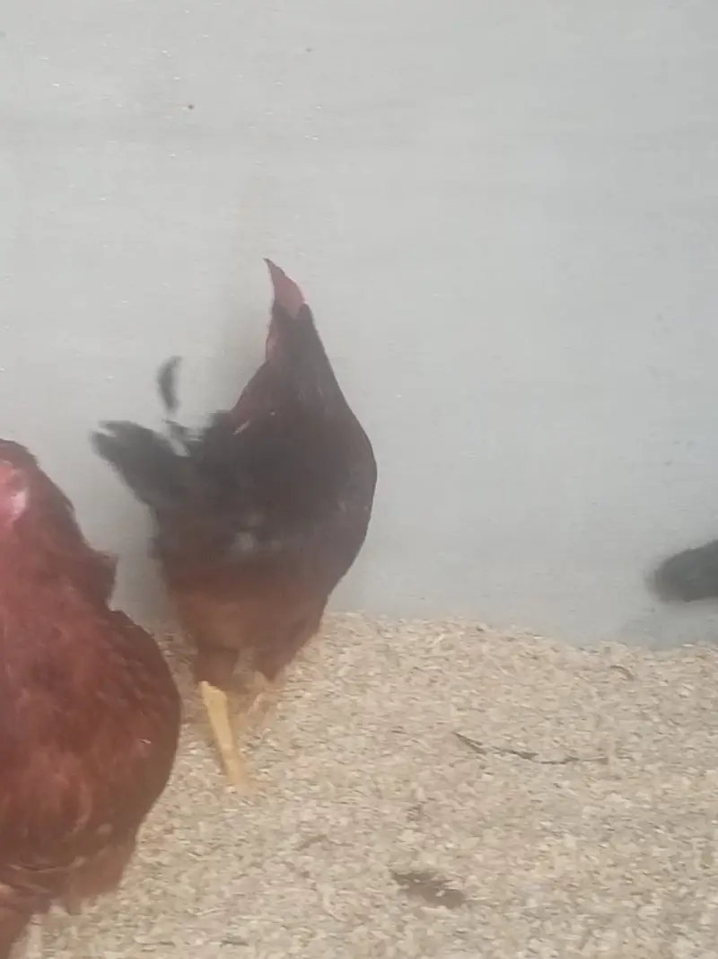 4 Months RIR Heritage (POL) Pair — photo 2