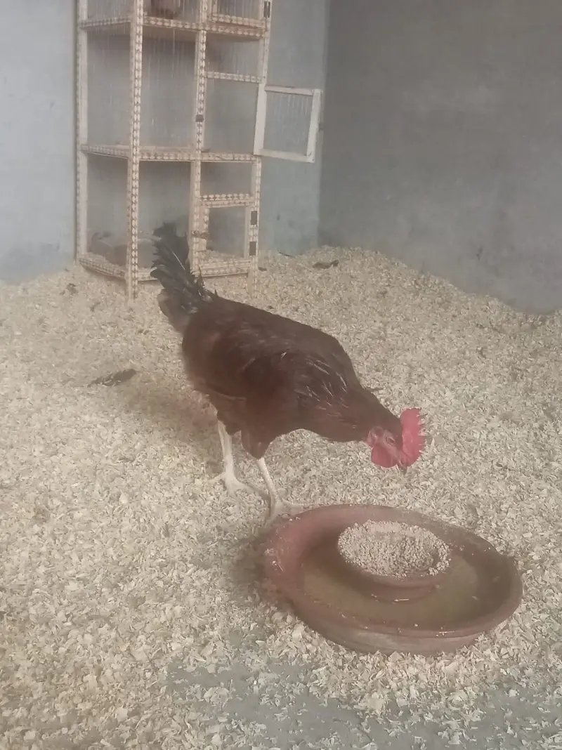 4 Months RIR Heritage (POL) Pair — photo 3