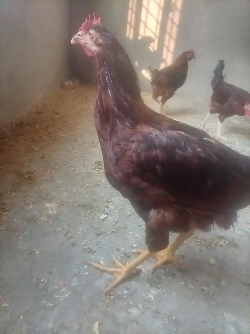 4 Months RIR Heritage (POL) Pair — photo 4