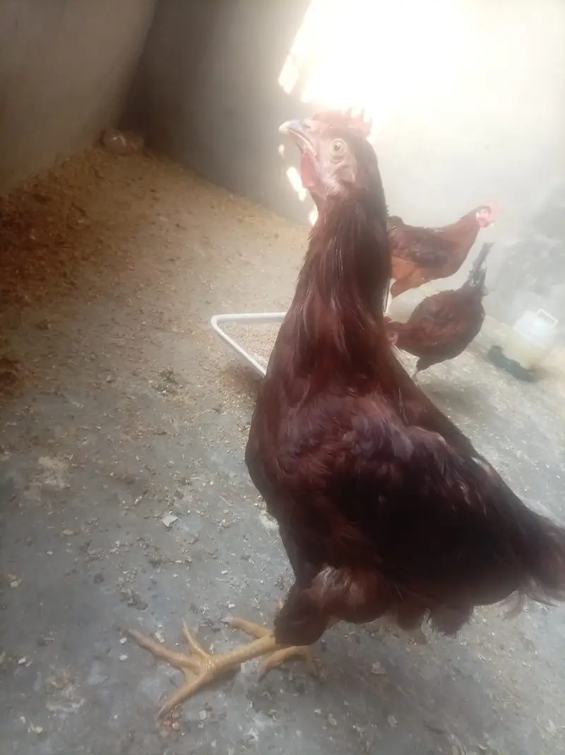 4 Months RIR Heritage (POL) Pair — photo 5
