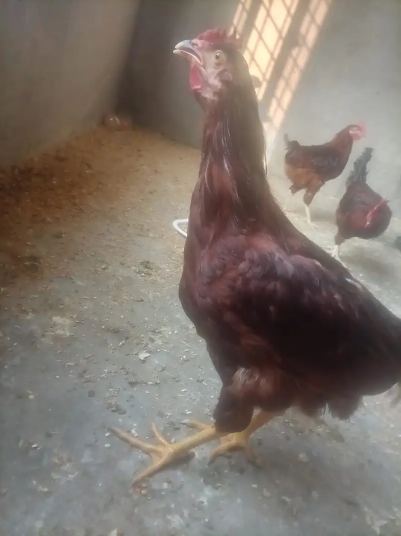 4 Months RIR Heritage (POL) Pair — photo 6