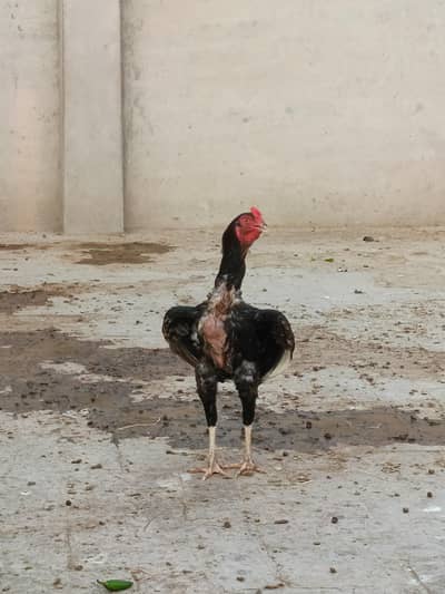 1 Male & 5 female all for sale