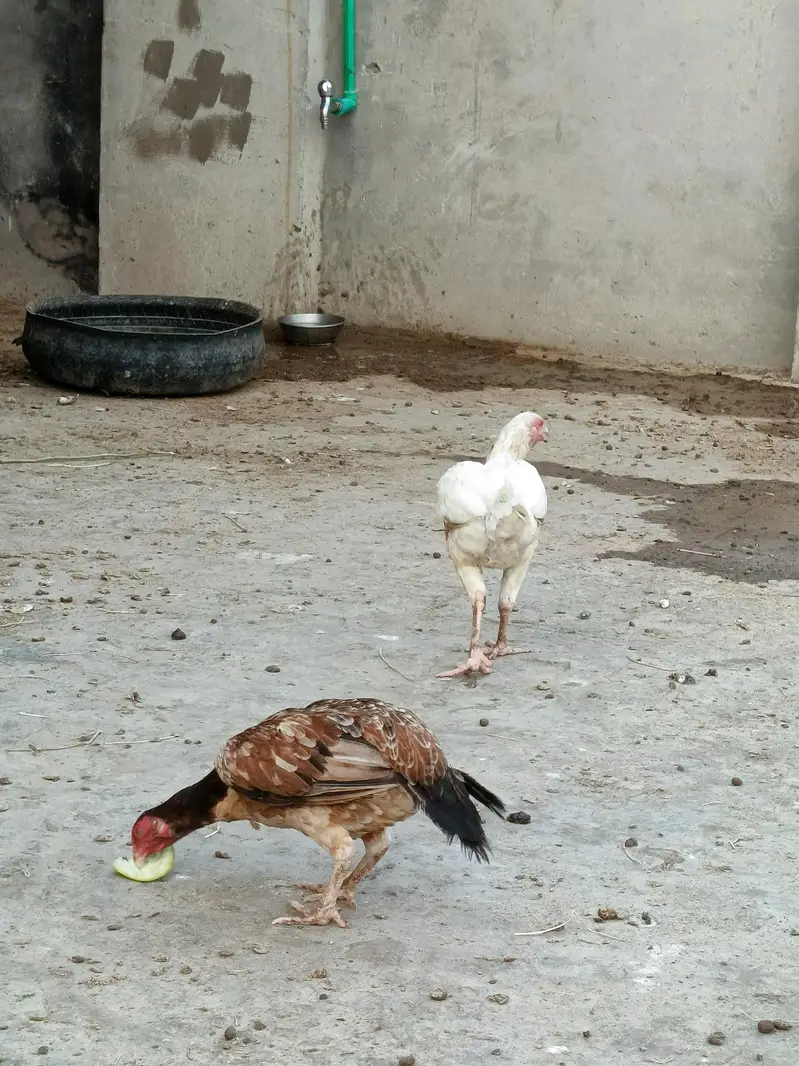 1 Male & 5 female all for sale — photo 3