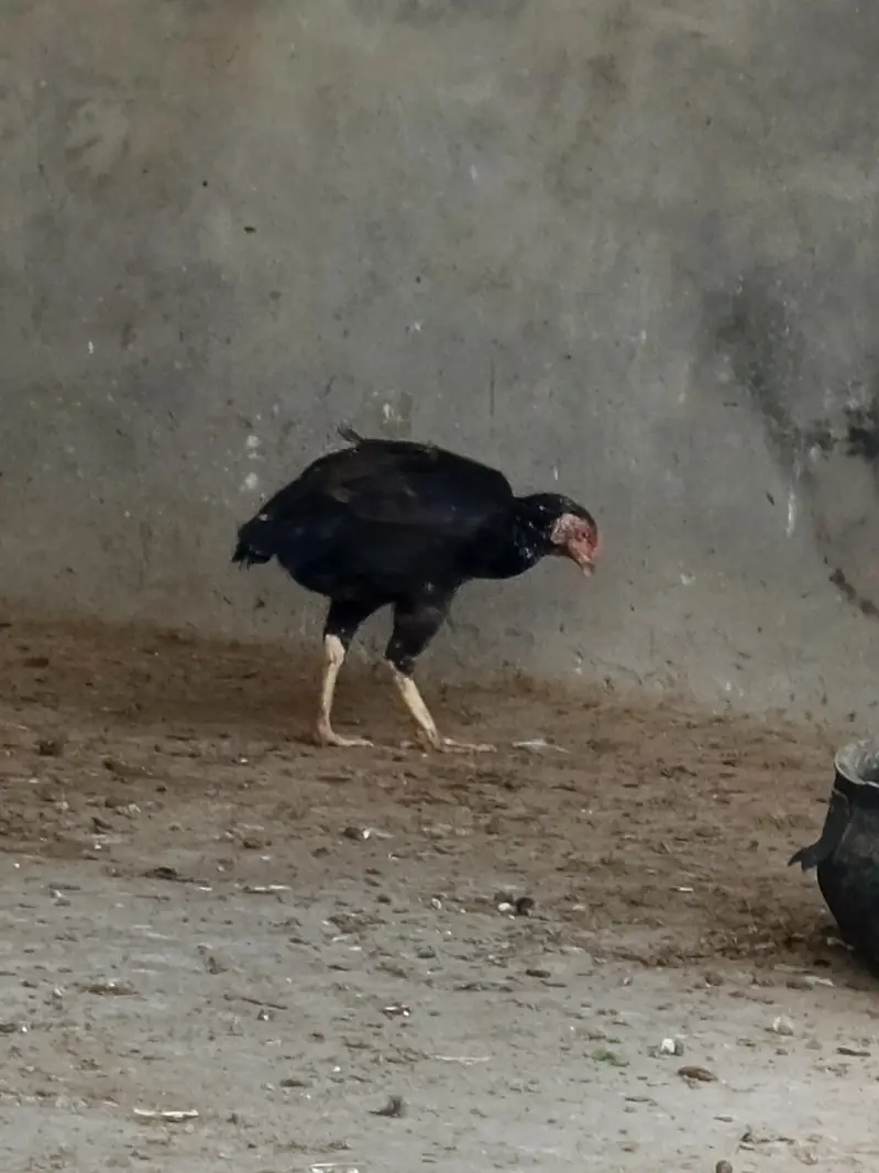 1 Male & 5 female all for sale — photo 4