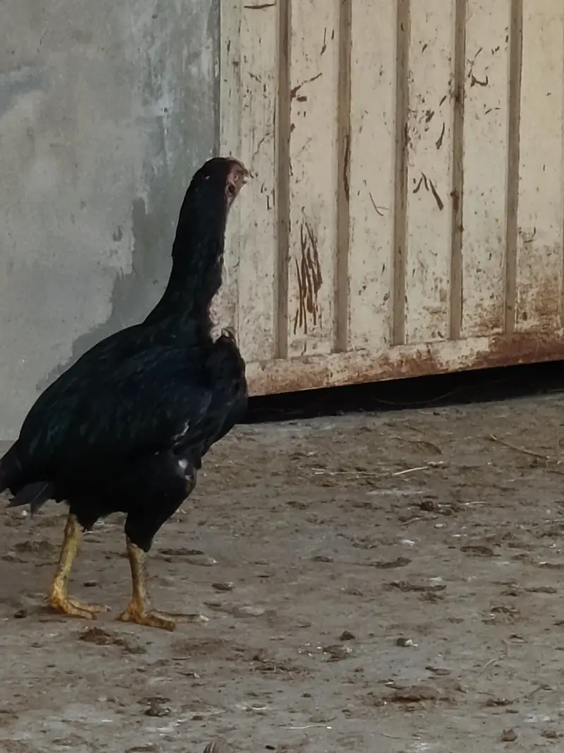 1 Male & 5 female all for sale — photo 5