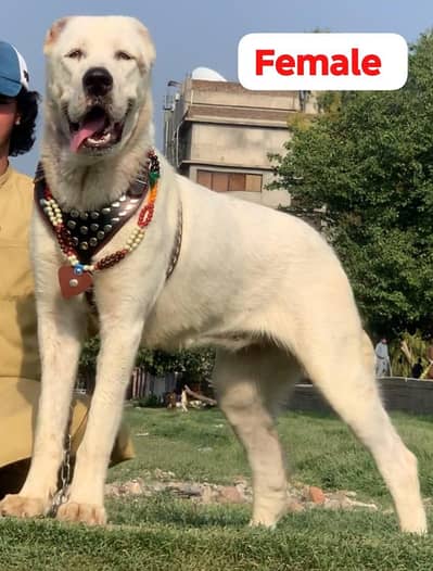 King alibai full security dog female 8 month for sale