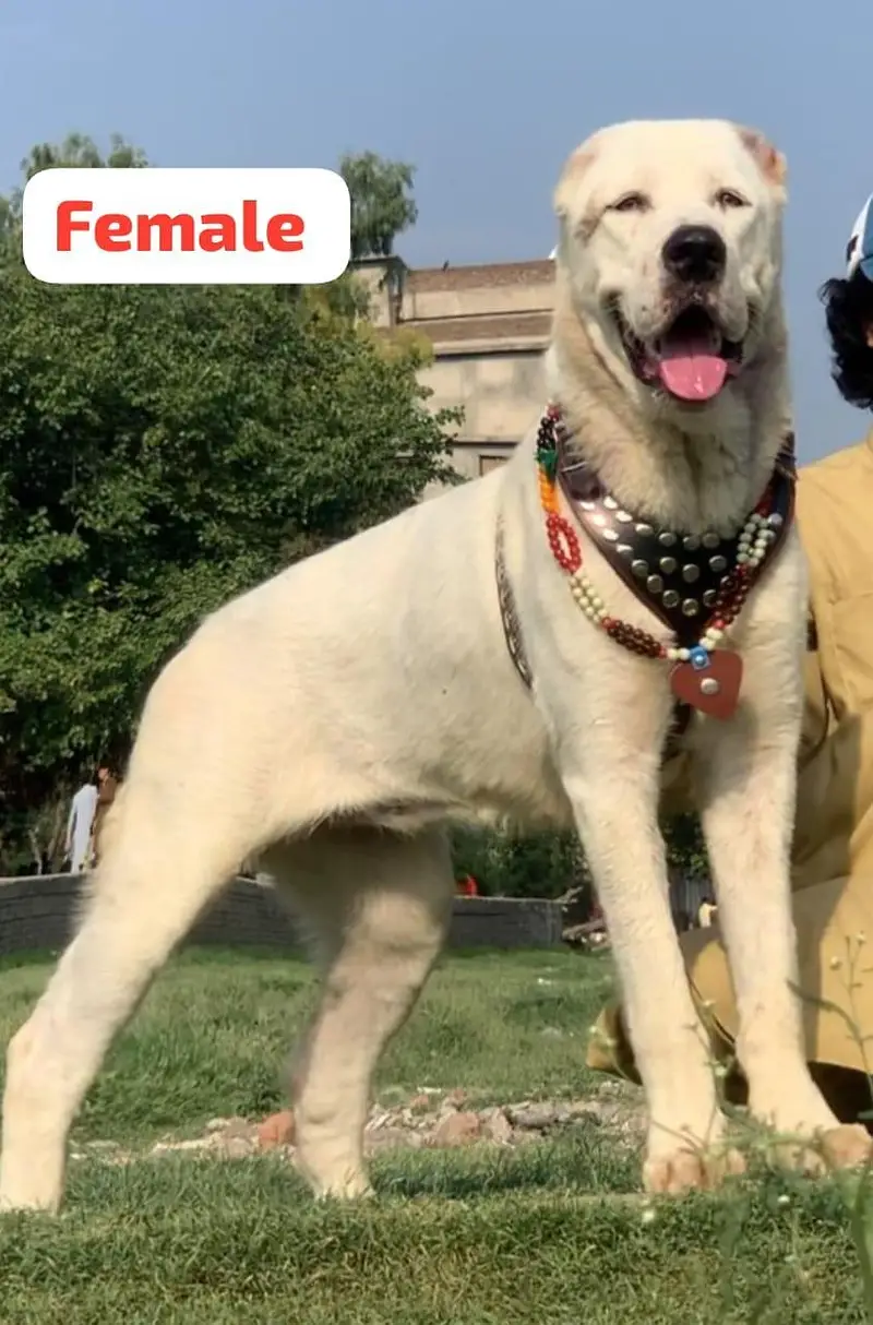 King alibai full security dog female 8 month for sale — photo 2
