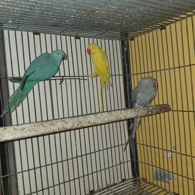 Ringneck breeder females