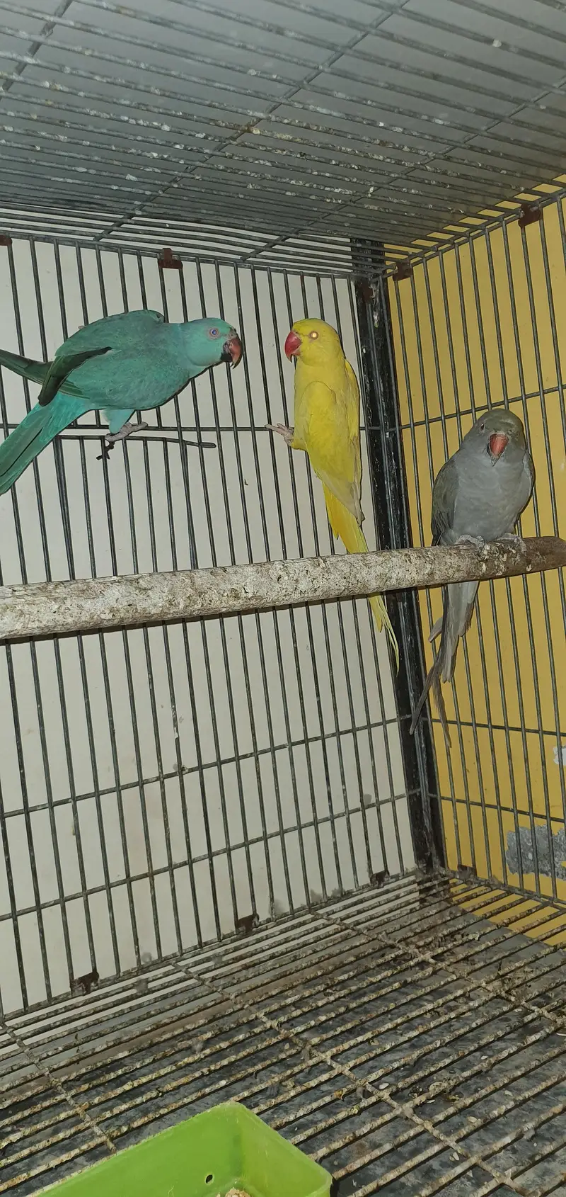 Ringneck breeder females — photo 2