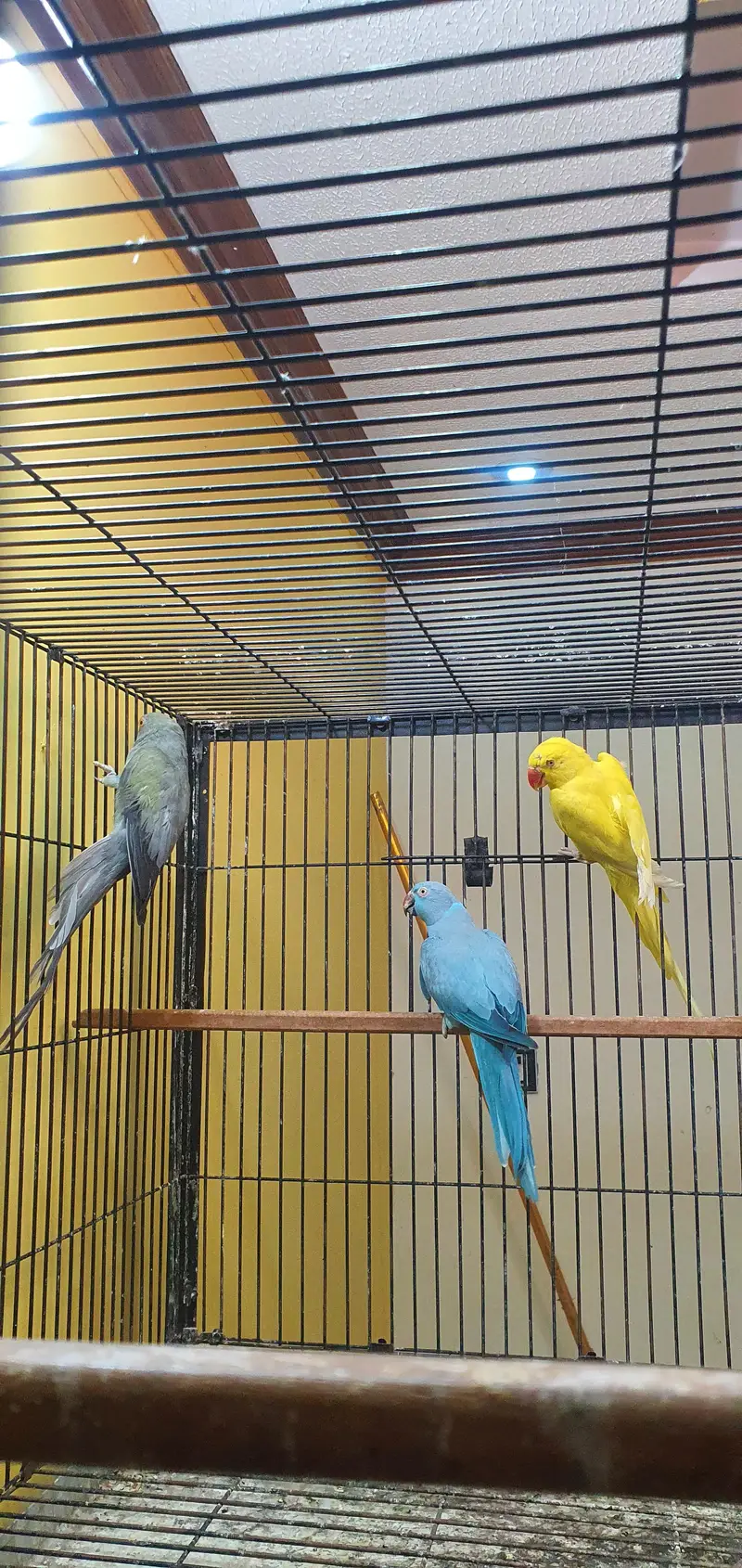 Ringneck breeder females — photo 3
