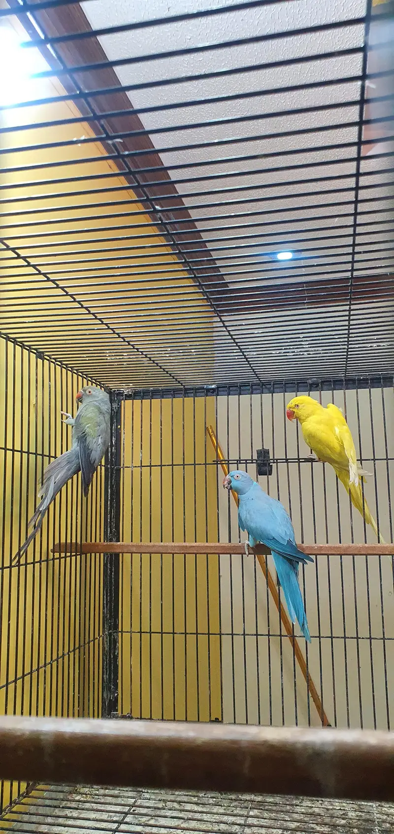 Ringneck breeder females — photo 4