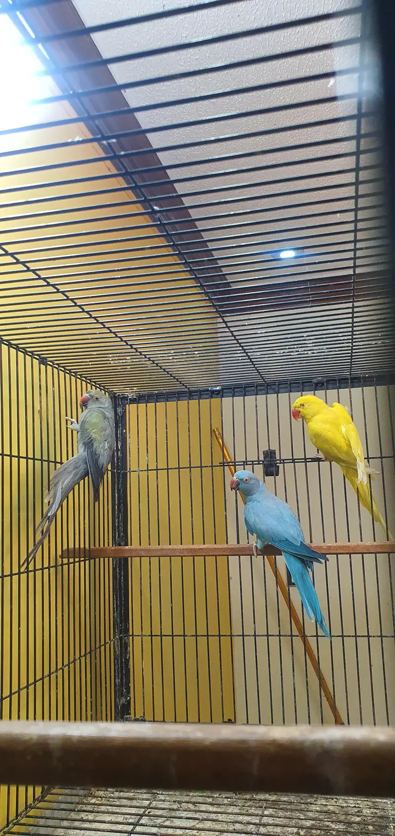 Ringneck breeder females — photo 5