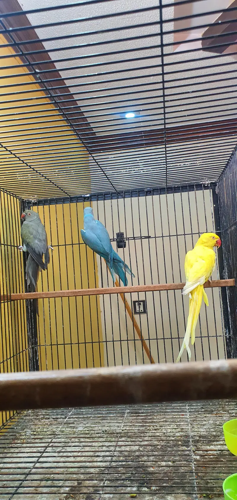 Ringneck breeder females — photo 6