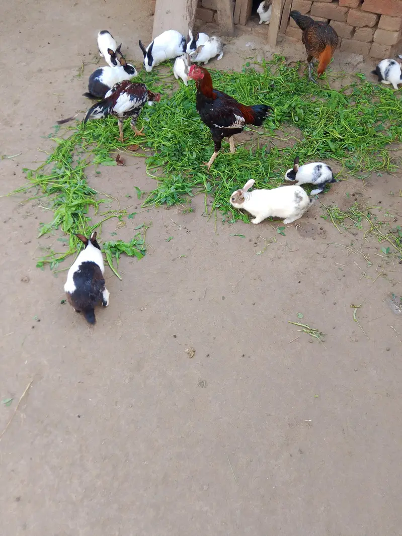 urgent — photo 4
