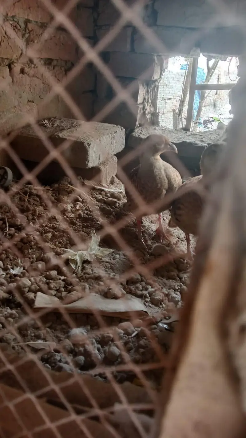 tetar — photo 3