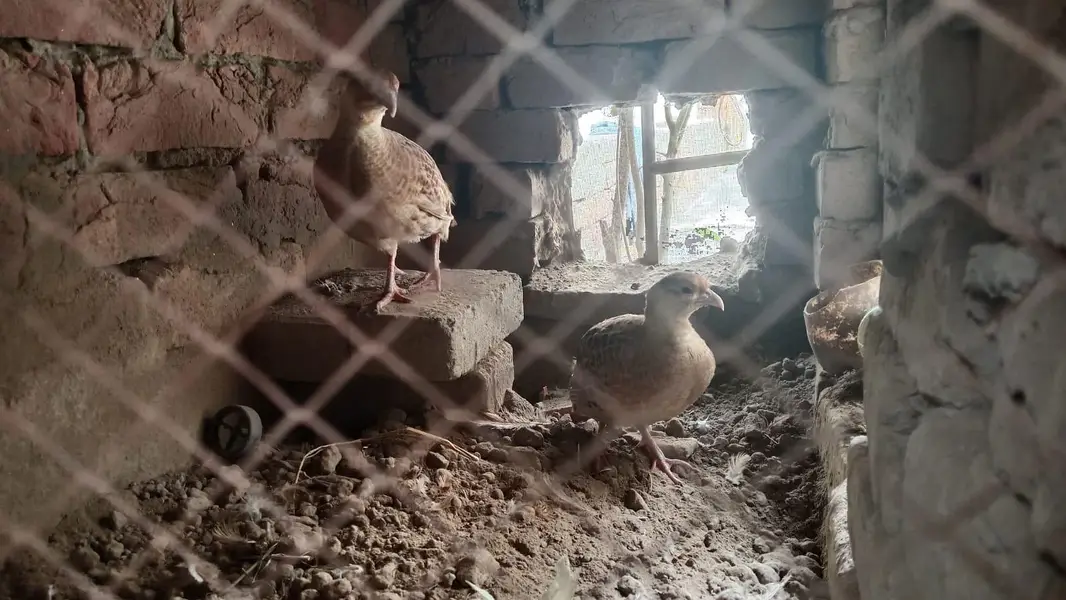 tetar — photo 5