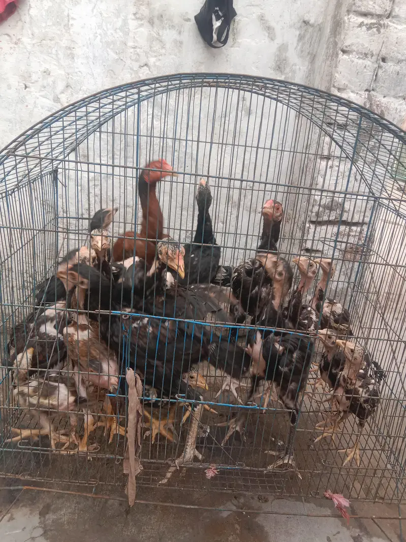 اچھی نسل کے صحت مند مرغی برائے فروخت — photo 2