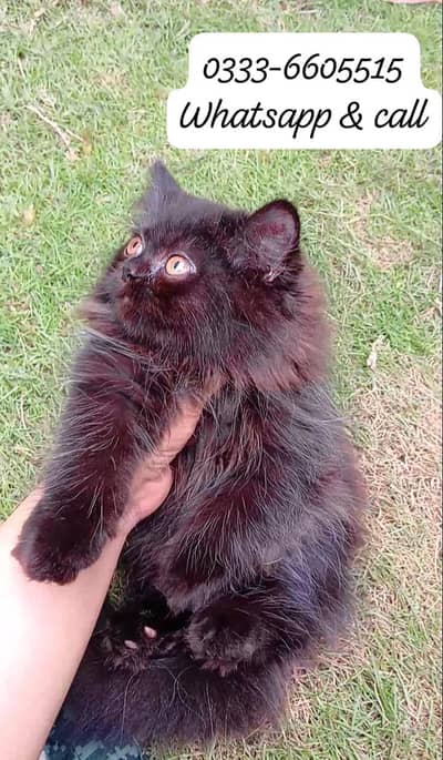 pure Persian good triple coat quality black kittens for sale