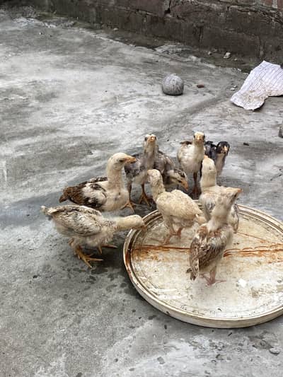 Aseel Sindhi Chicks